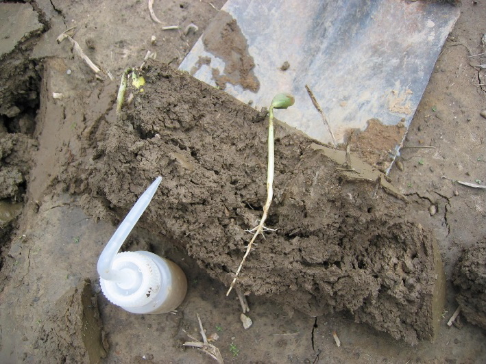 Lavaggio delle radici con acqua per osservarne meglio lo sviluppo