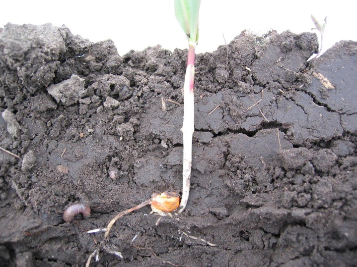 Radice primaria di una plantula di mais danneggiata con nuova crescita delle radici