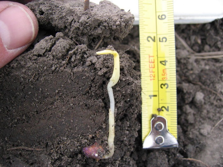 Plantula di mais con sviluppo fogliare sotto terra causato dalla crosta superficiale del terreno