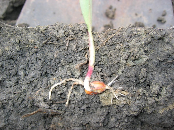 Plantula di mais con sintomi di marciume radicale in un suolo con scarsa capacità di drenaggio