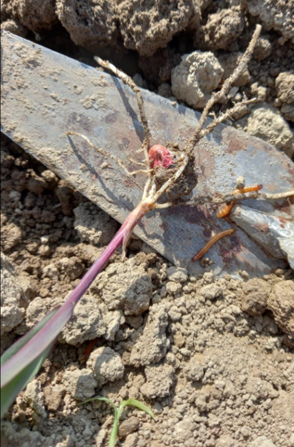 Larva di elateride accanto alle radici di una pianta di mais in un'area con crescita irregolare