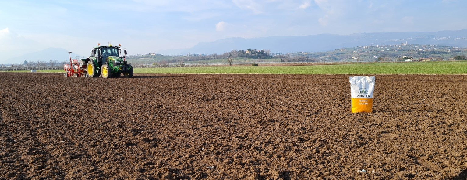 Semina del mais in campo