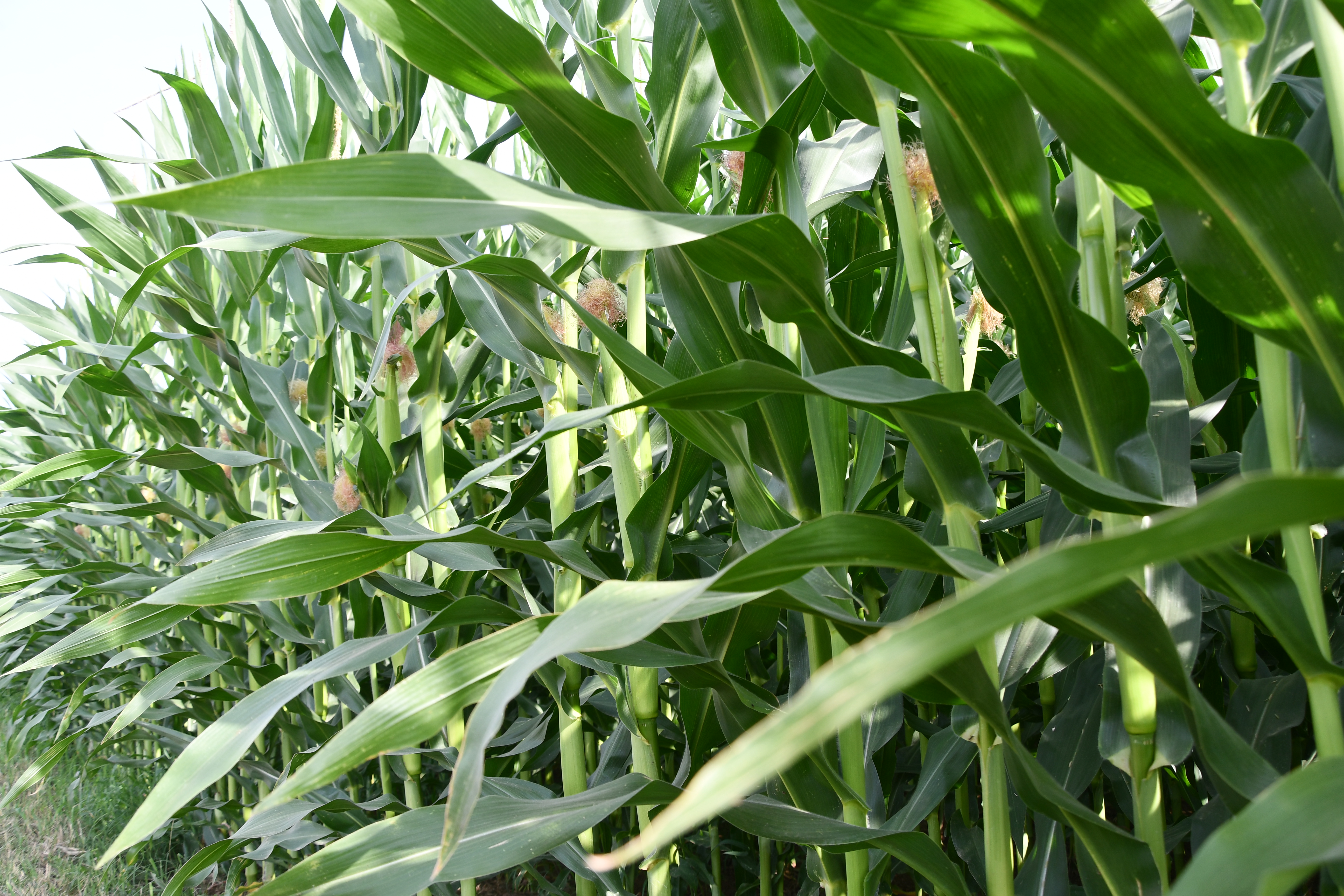 Potassio nel suolo e capacità di scambio cationico