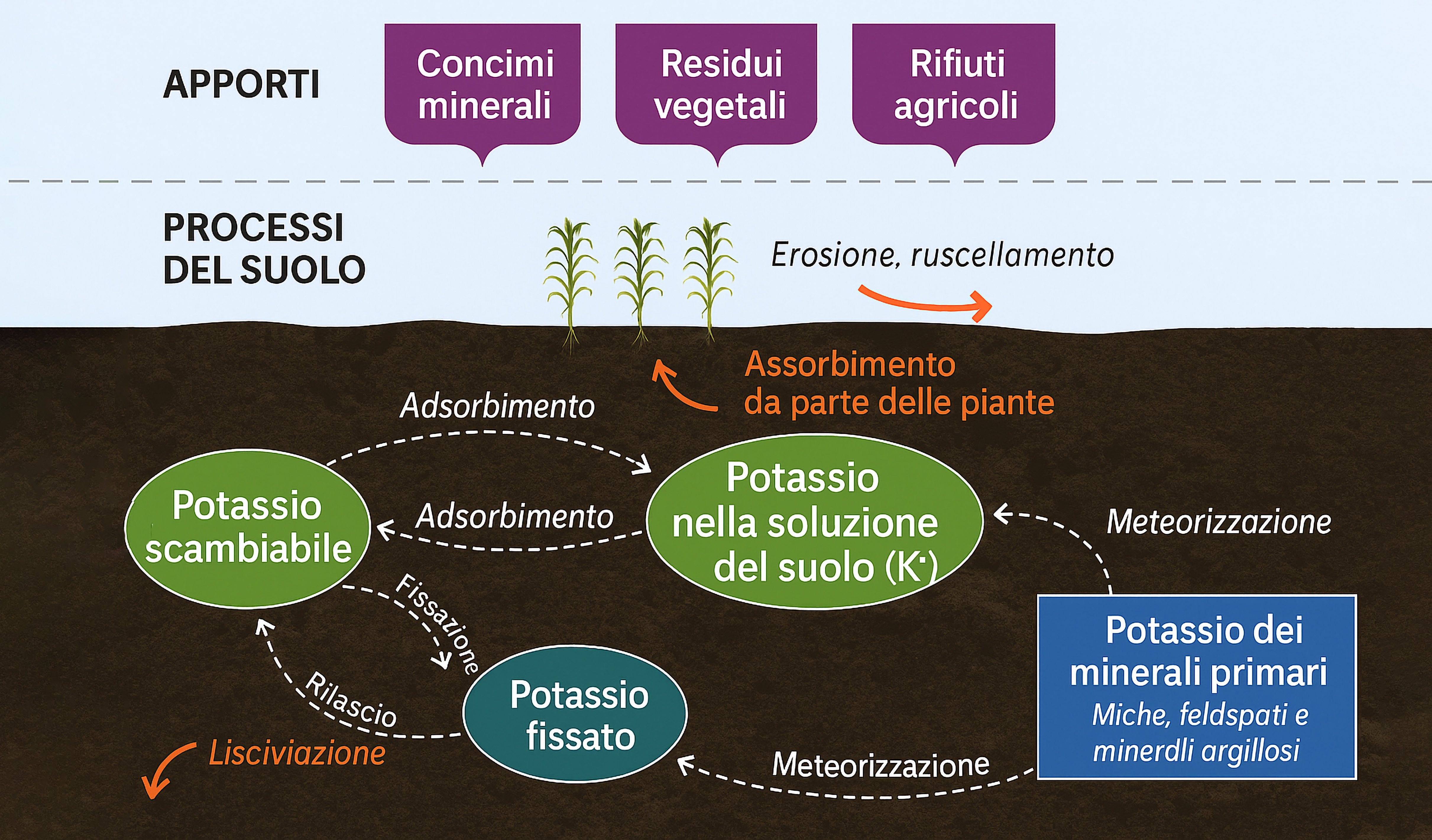 Ciclo del potassio nel suolo