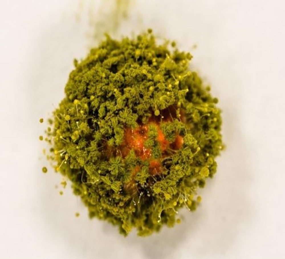 Semi di sorgo devitalizzati utilizzati come vettore delle spore di Aspergillus flavus atossigeno
