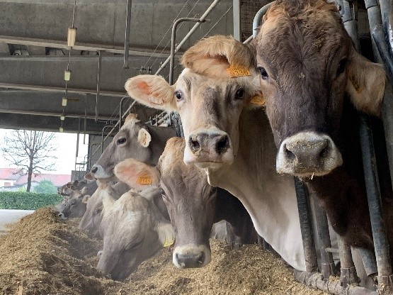 Stalla per bovini da latte