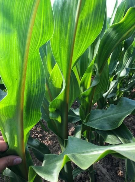Ibrido BMR Pioneer P2046 con venatura fogliare caratteristica