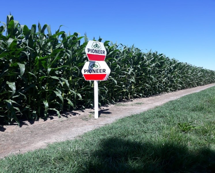 Campo di mais BMR in provincia di Lodi