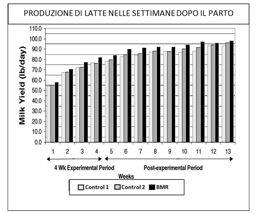 grafico di confronto nella produzione di latte con diete di Controllo e BMR
