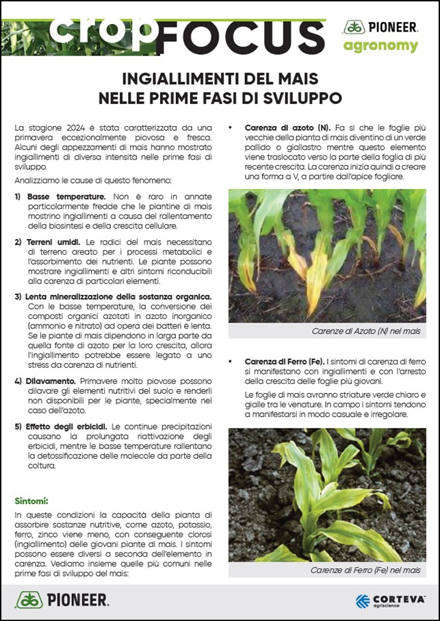 Anteprima dell'articolo sugli ingiallimenti del mais nelle prime fasi di sviluppo