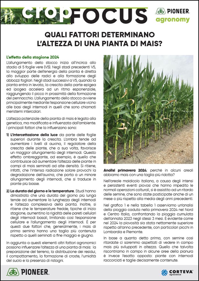 Anteprima dell'articolo sui fattori che influenzano l'altezza del mais