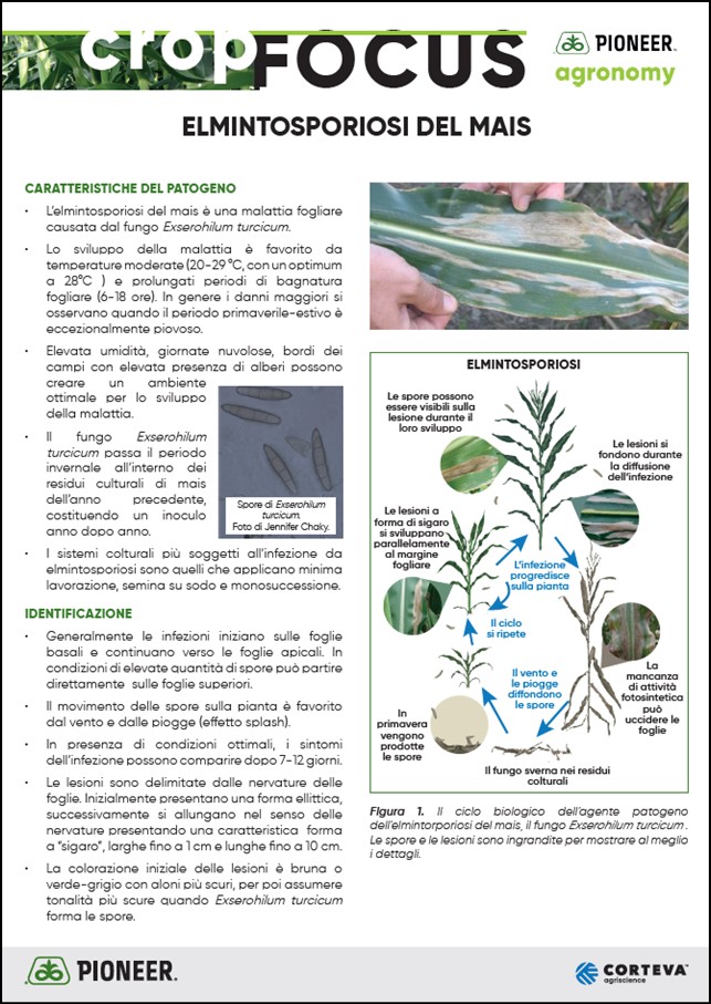 Anteprima del Crop Focus sull'elmintosporiosi del mais