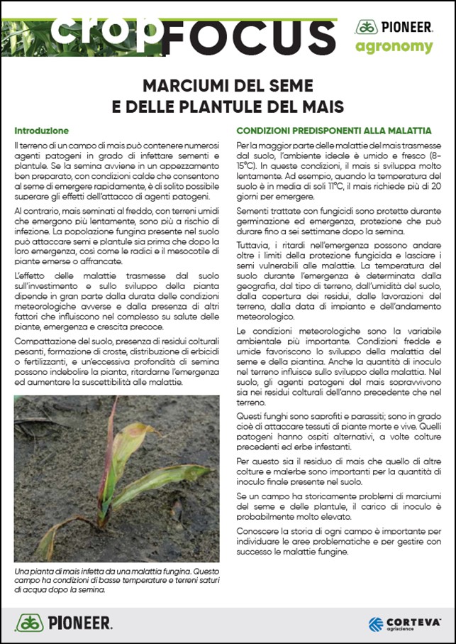 Anteprima dell'articolo sui marciumi del mais