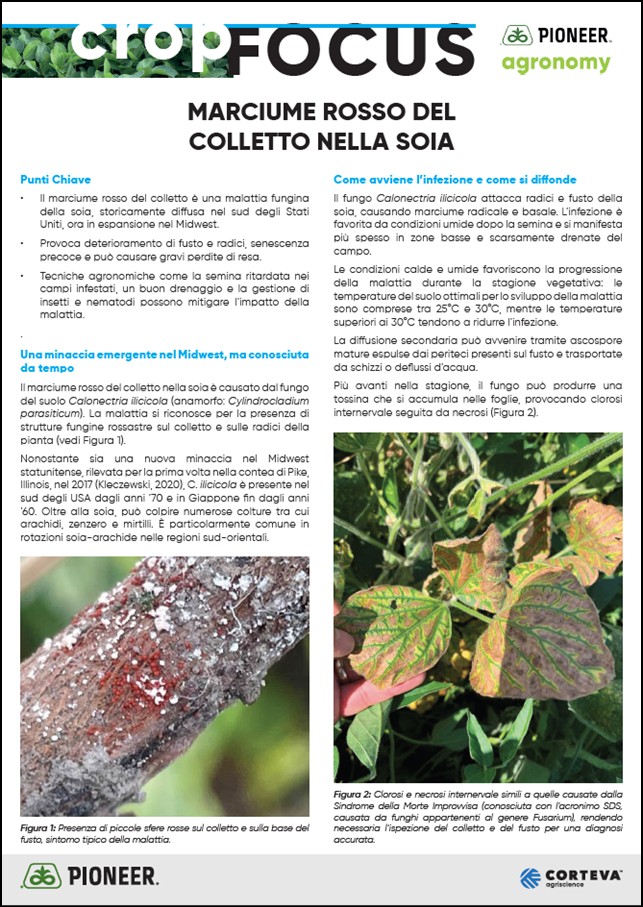 Anteprima dell'articolo sul marciume rosso del colletto nella soia