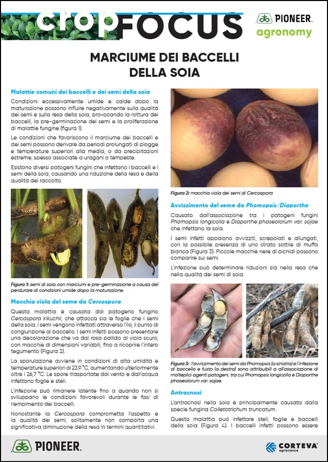 Anteprima dell'articolo sui marciumi dei baccelli e dei semi della soia