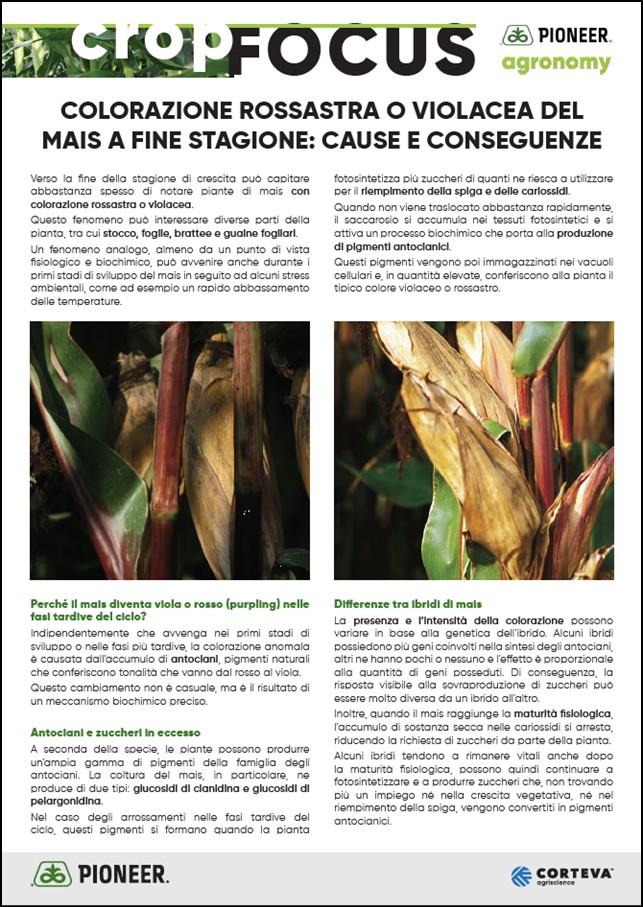 Anteprima dell'articolo sulla colorazione rossastra o violacea del mais a fine stagione