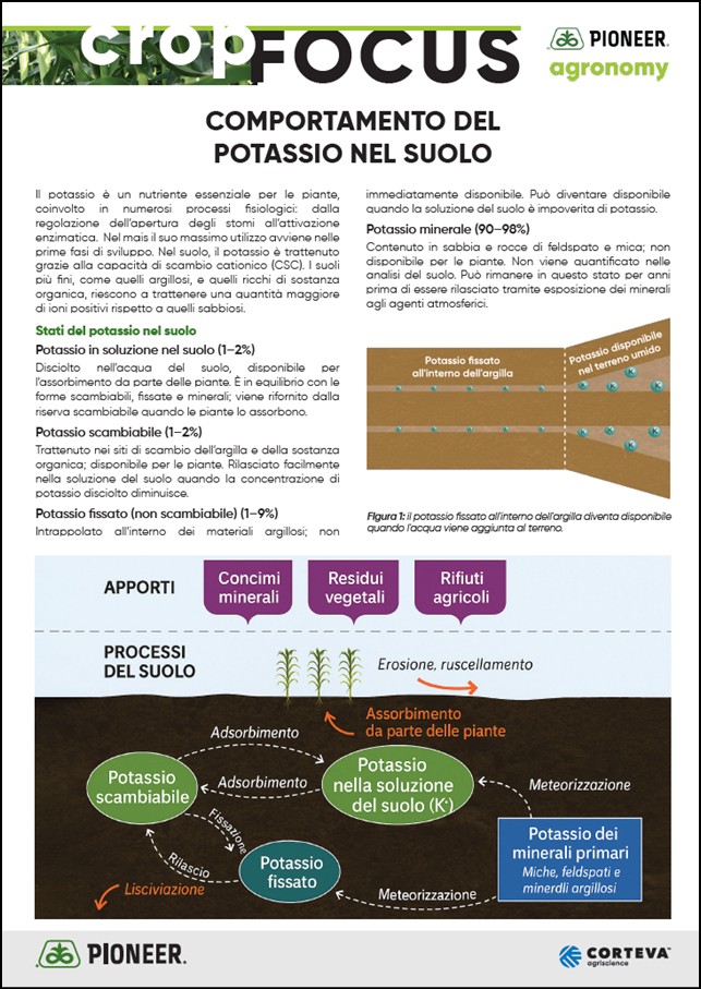 Immagine di anteprima dell'articolo sul comportamento del potassio nel suolo