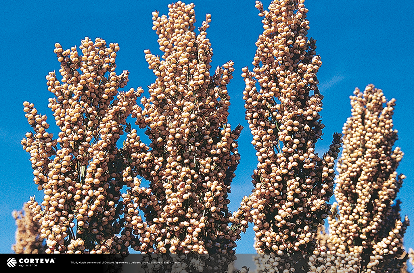 Foto dell'ibrido di Sorgo Pioneer da granella Cosmosol