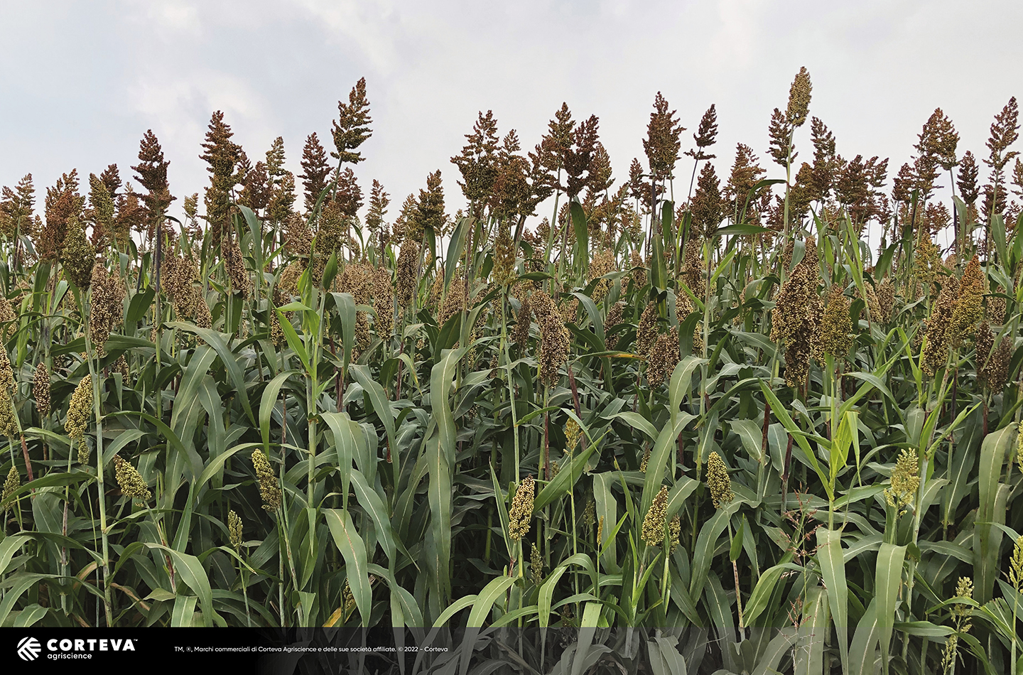 Foto dell'ibrido di Sorgo Pioneer da foraggio EnergyGrain