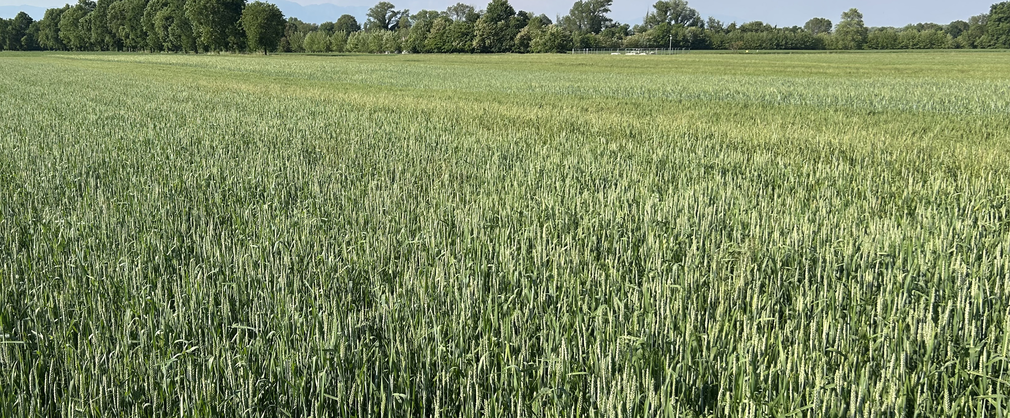 Varietà di frumenti da foraggio Frumax