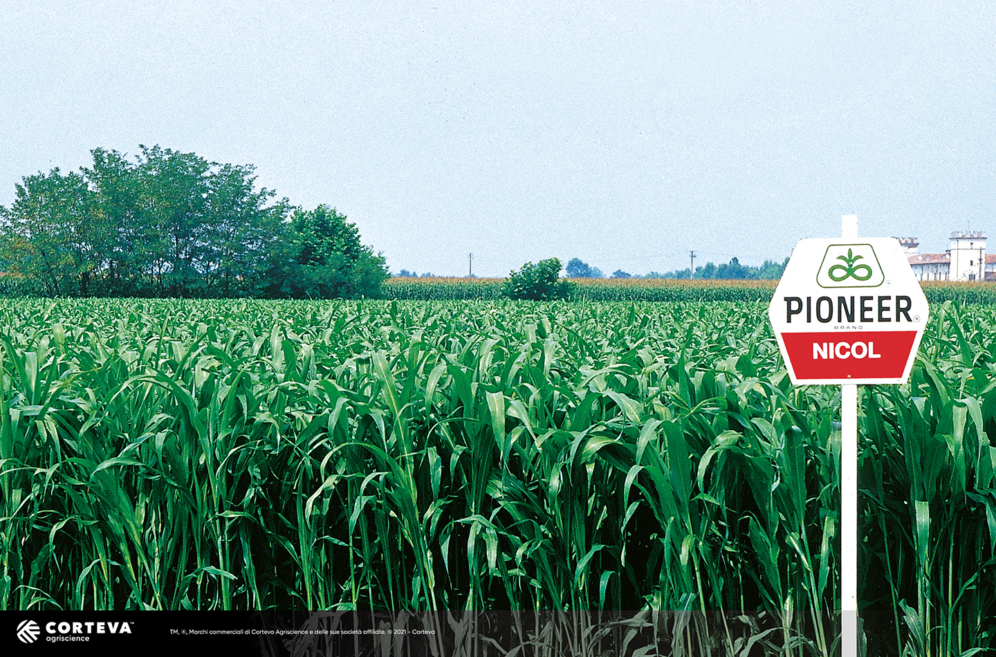 Foto dell'ibrido di Sorgo Pioneer Sudangrass Nicol