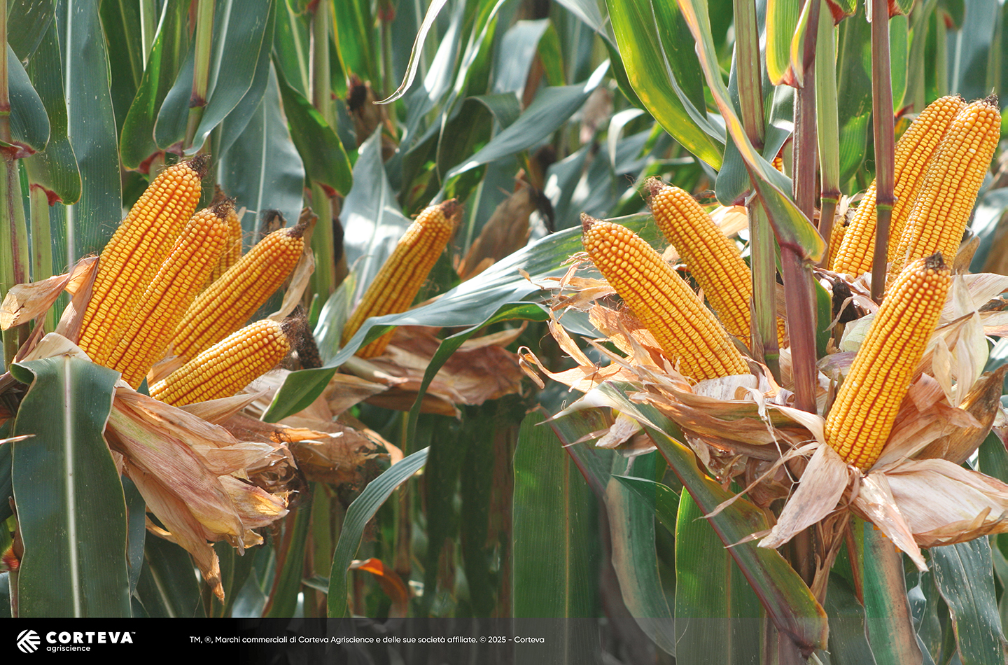Foto dell'ibrido di mais Pioneer P1916