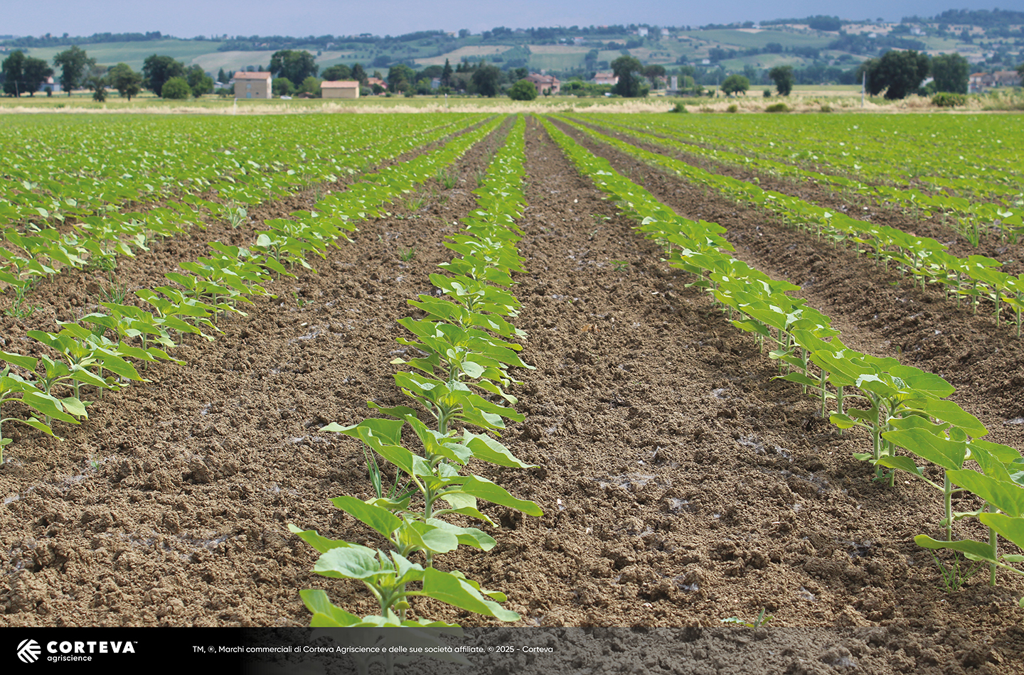 Foto dell'ibrido di Girasole Pioneer P63HE143