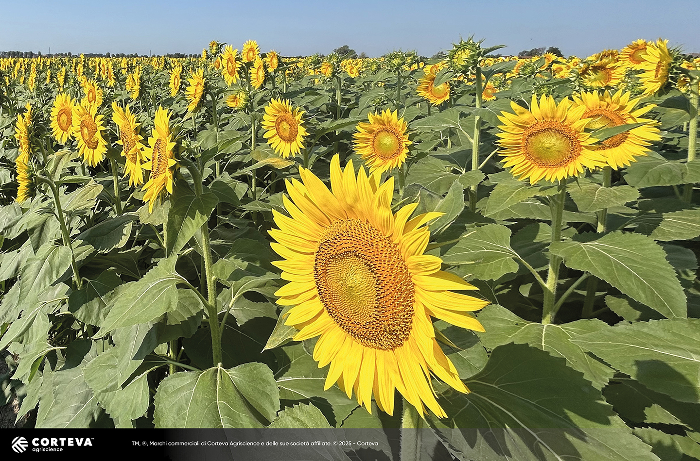 Foto dell'ibrido di Girasole Pioneer P64HE133