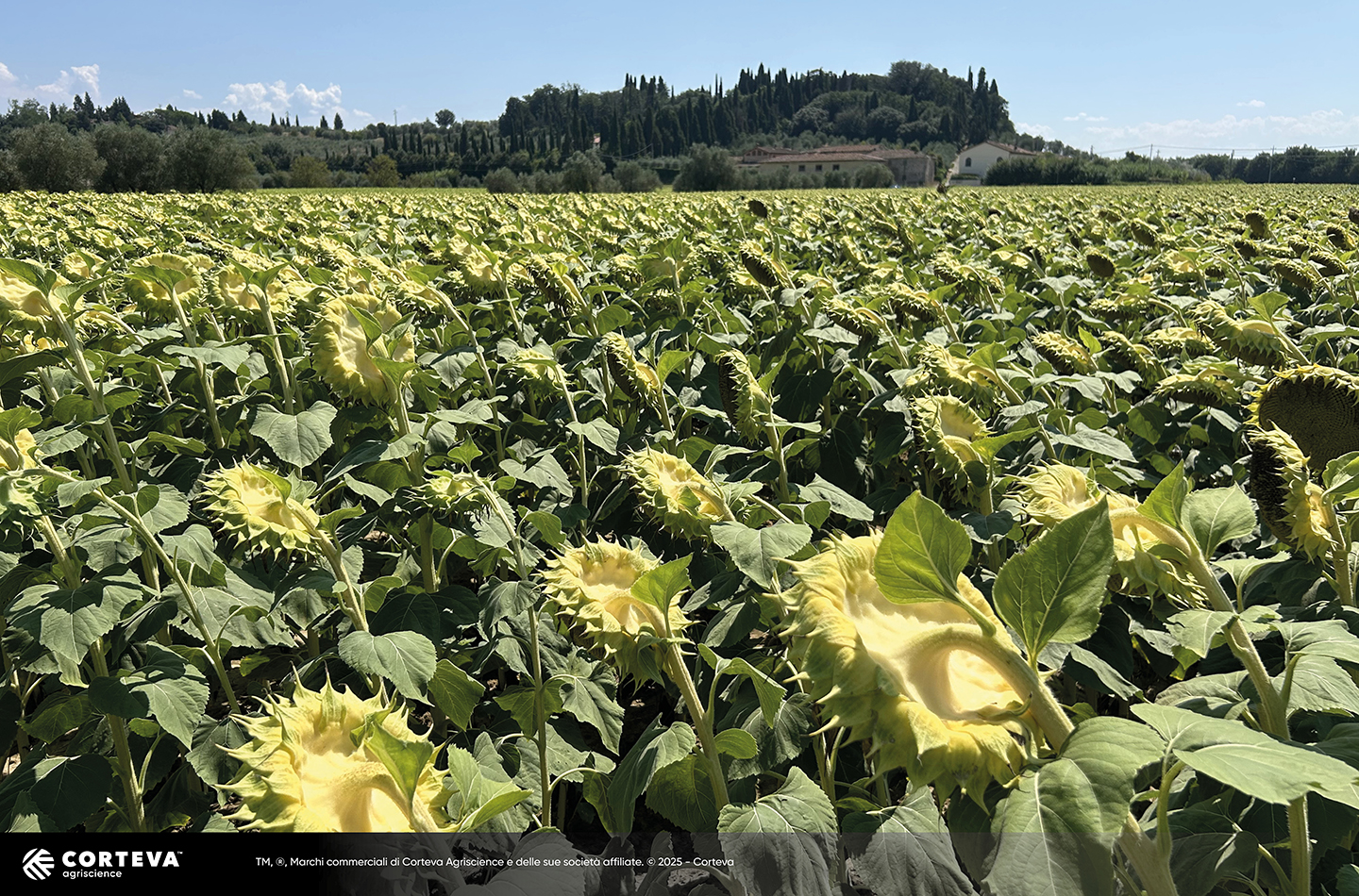 Foto dell'ibrido di Girasole Pioneer P64HE144