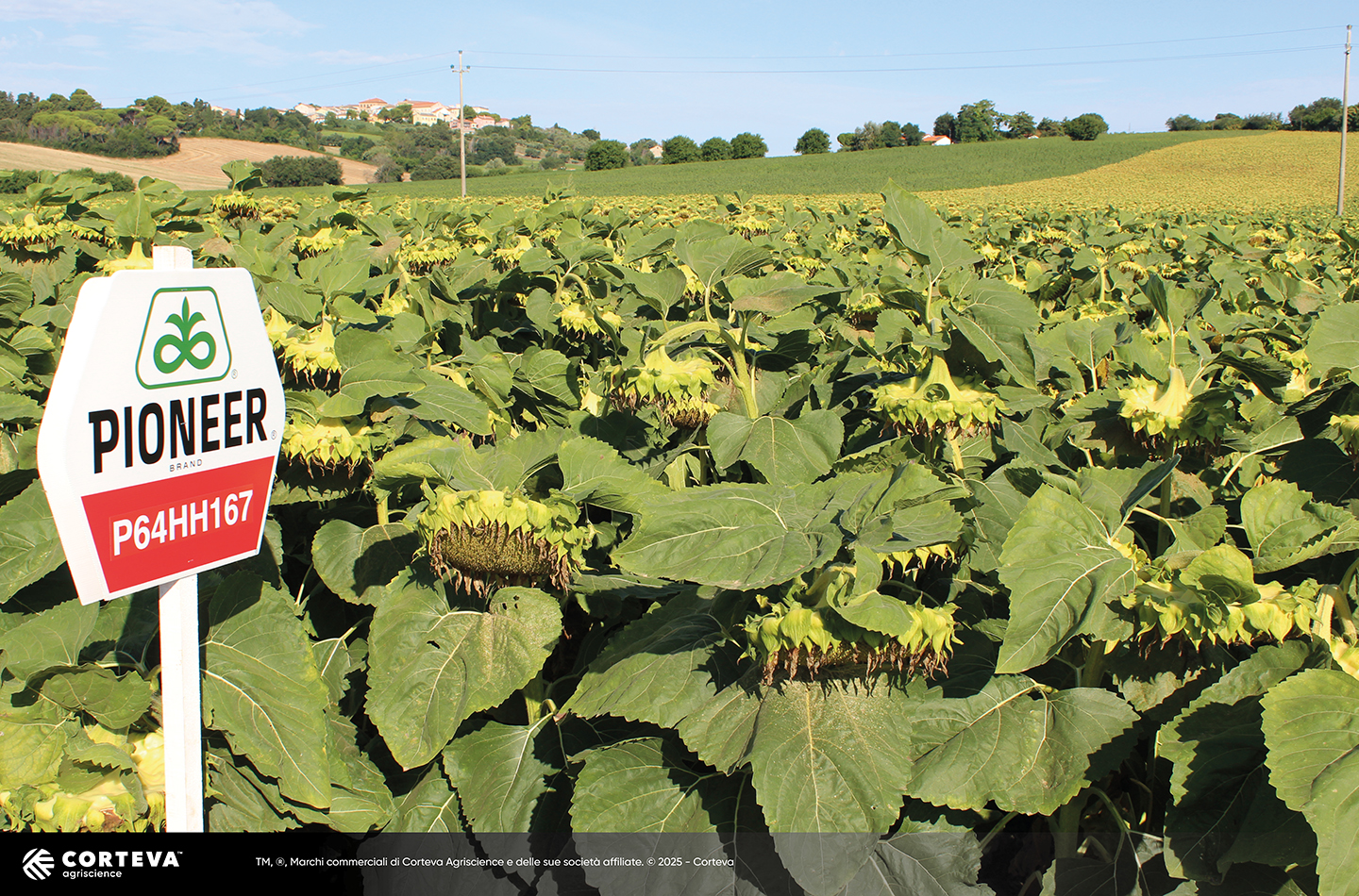 Foto dell'ibrido di Girasole Pioneer P64HH167