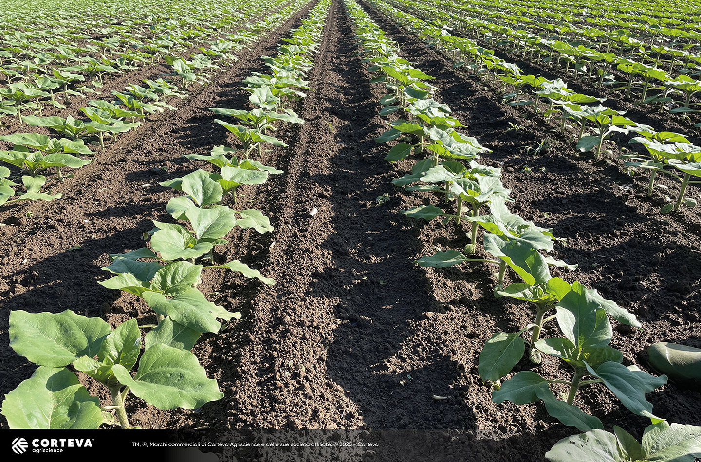 Foto dell'ibrido di Girasole Pioneer P64LE185
