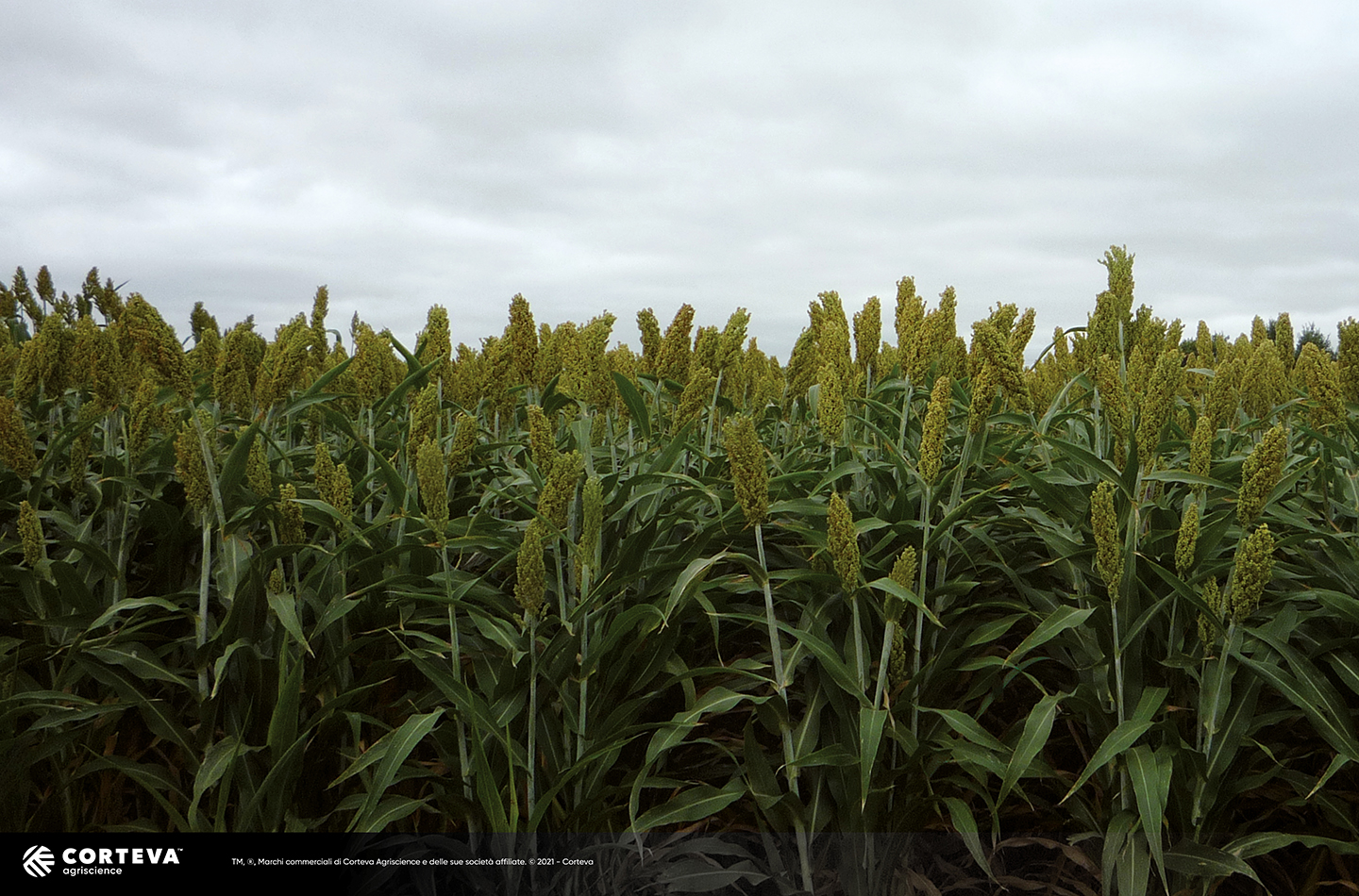 Foto dell'ibrido di Sorgo Pioneer da foraggio PR845F