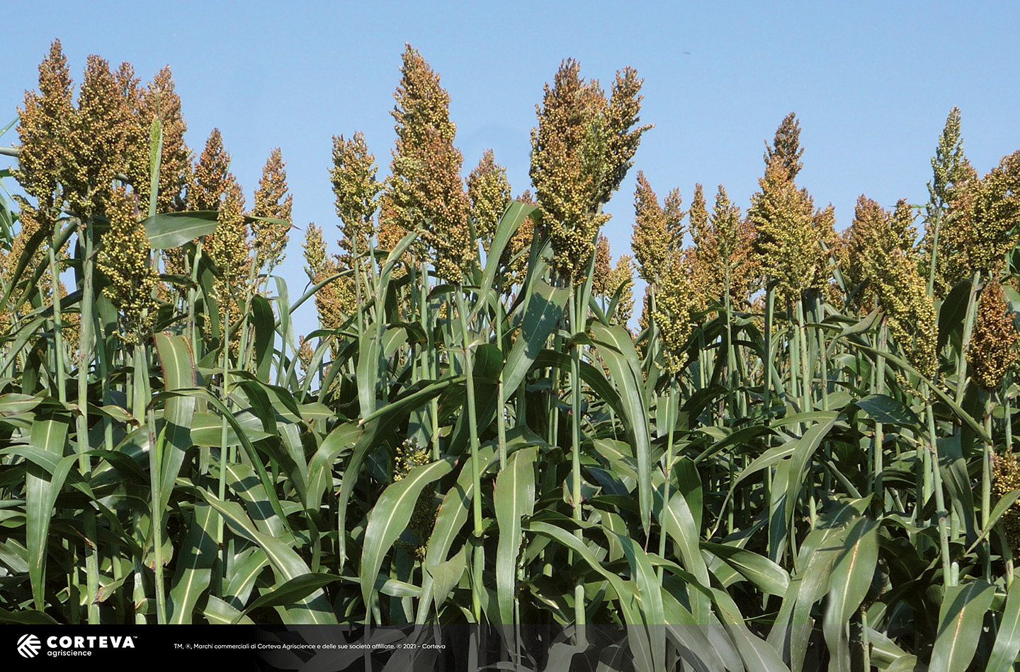 Foto dell'ibrido di Sorgo Pioneer da foraggio PR895F