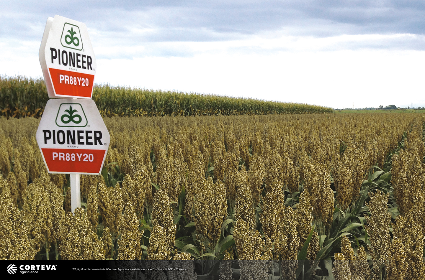 Foto dell'ibrido di Sorgo Pioneer da granella PR88Y20