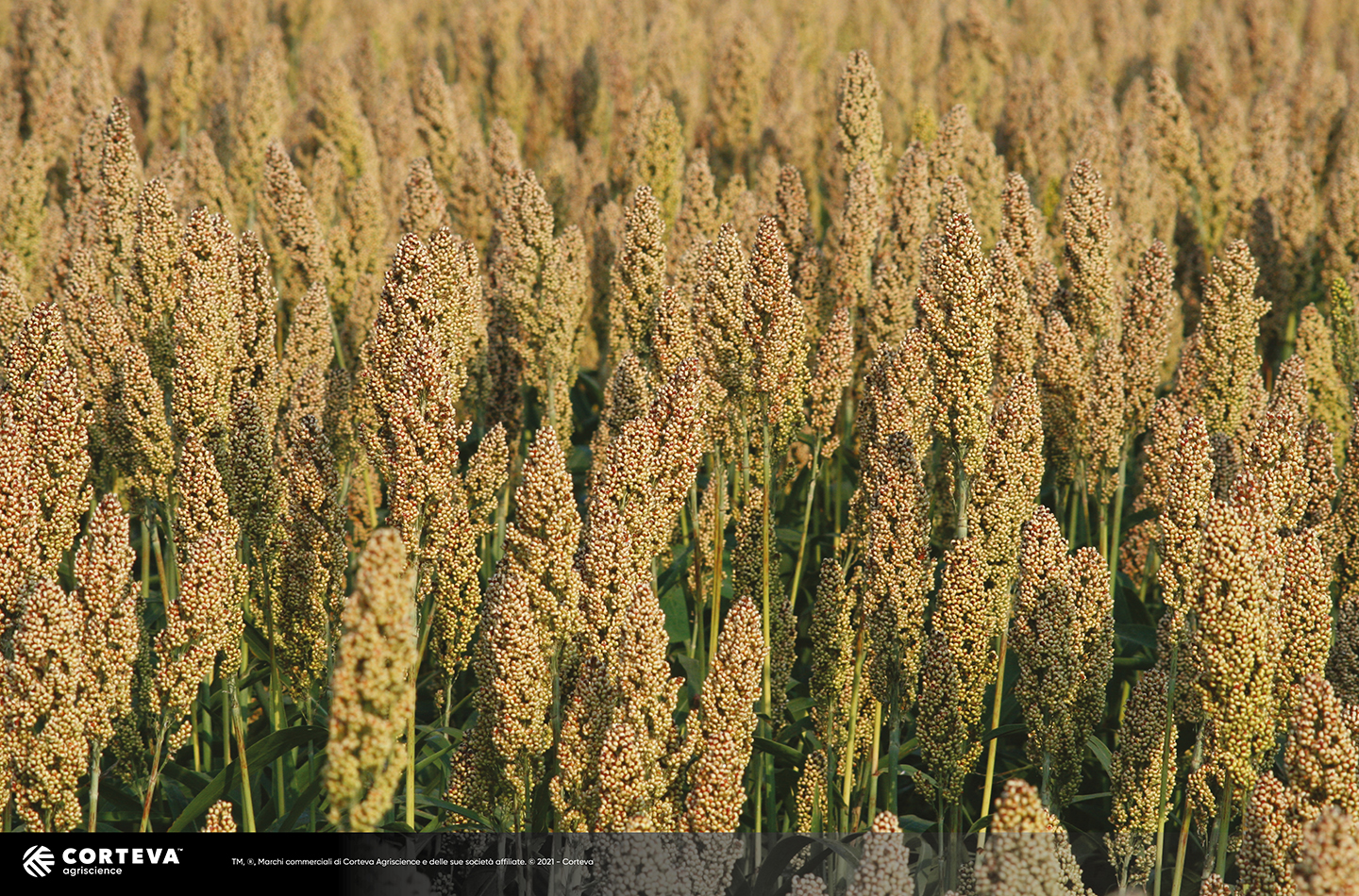 Foto dell'ibrido di Sorgo Pioneer da granella PR88Y47