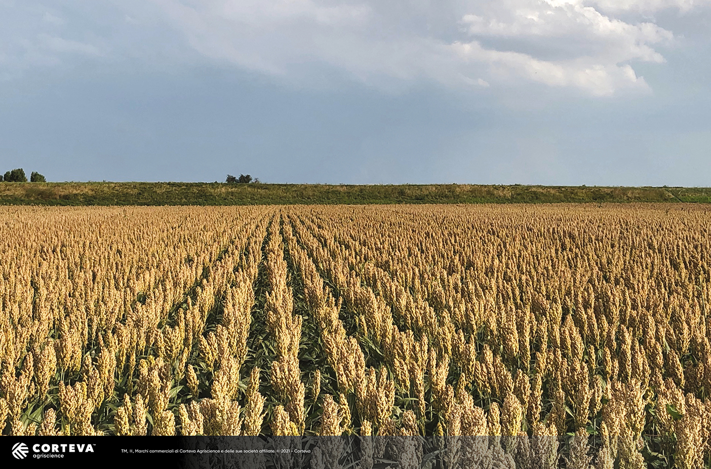 Foto dell'ibrido di Sorgo Pioneer da granella PR88Y92