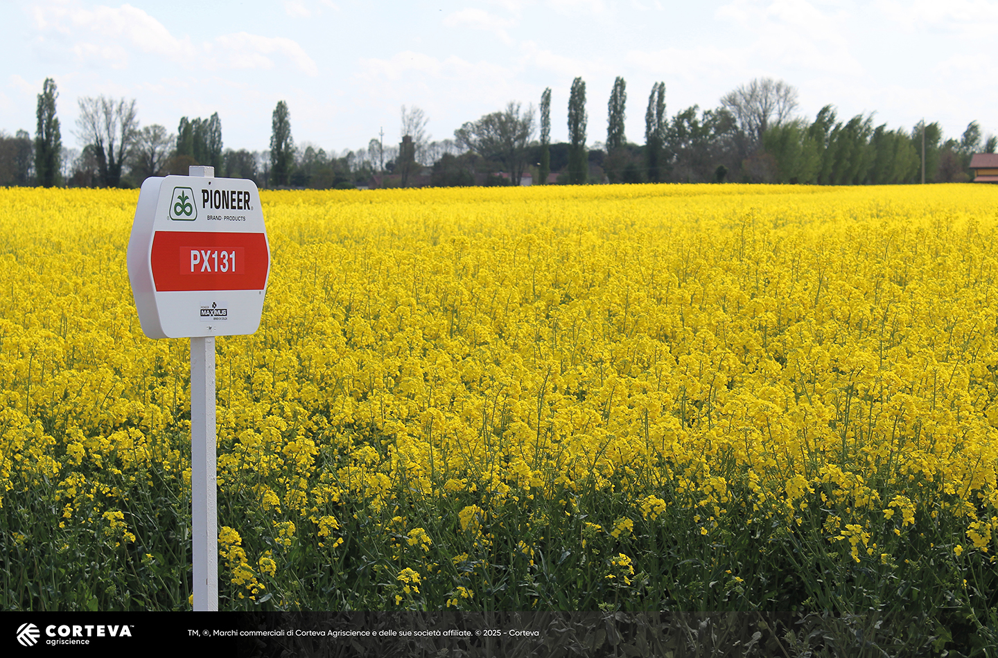 ibrido di colza Pioneer PX131