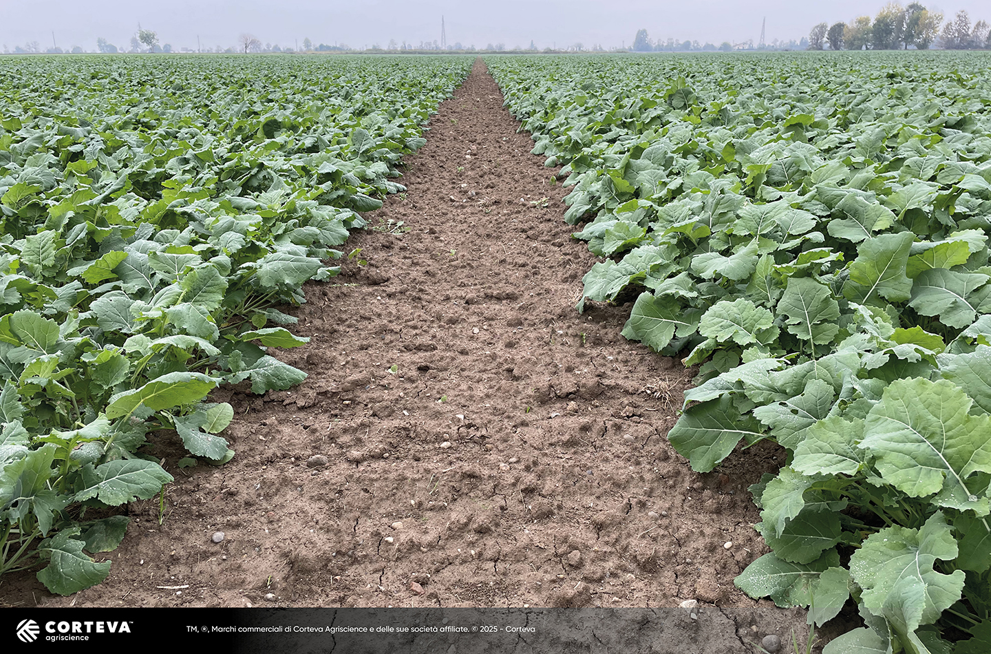 ibrido di colza Pioneer PX141