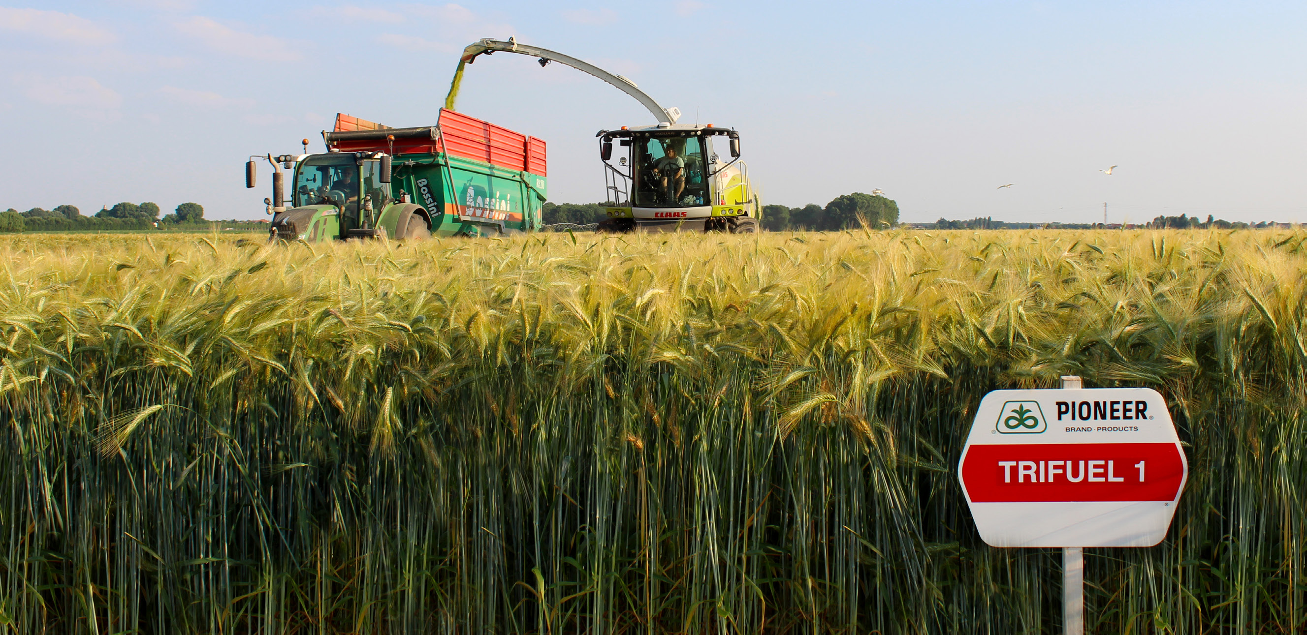 Varietà di triticale da foraggio Trifuel