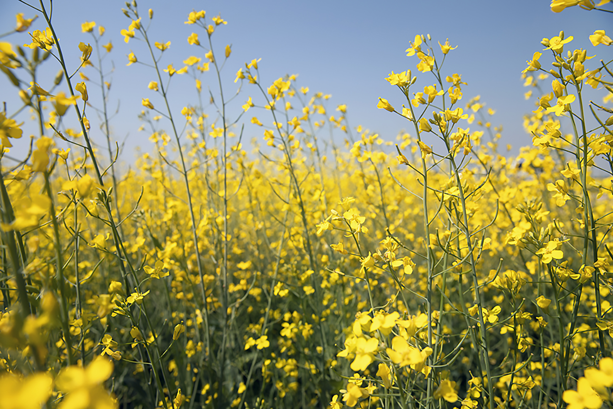 Canola field, Canola