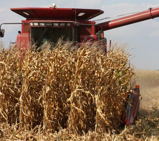 corn seed bags