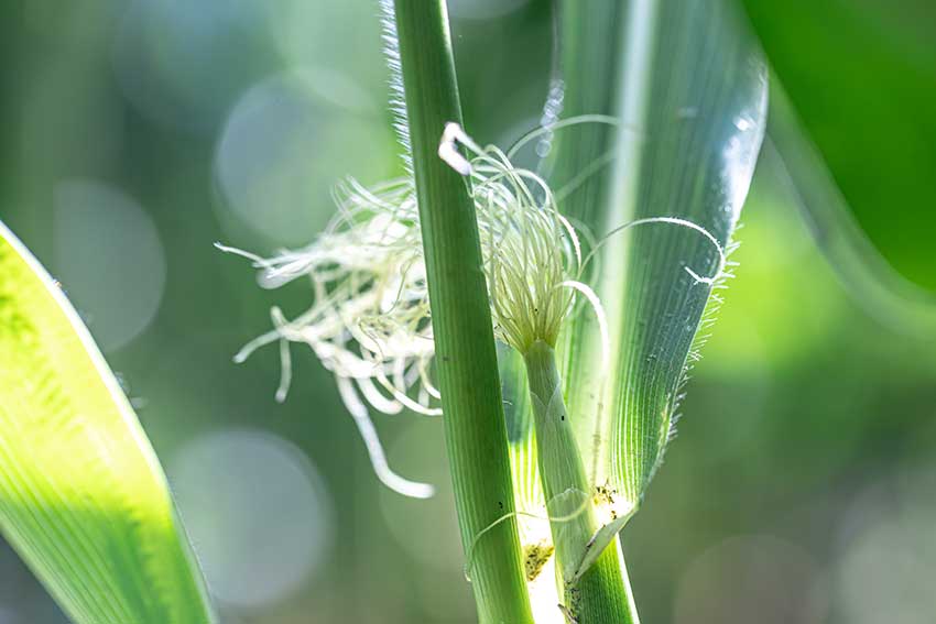 Pioneer Corn Seeds
