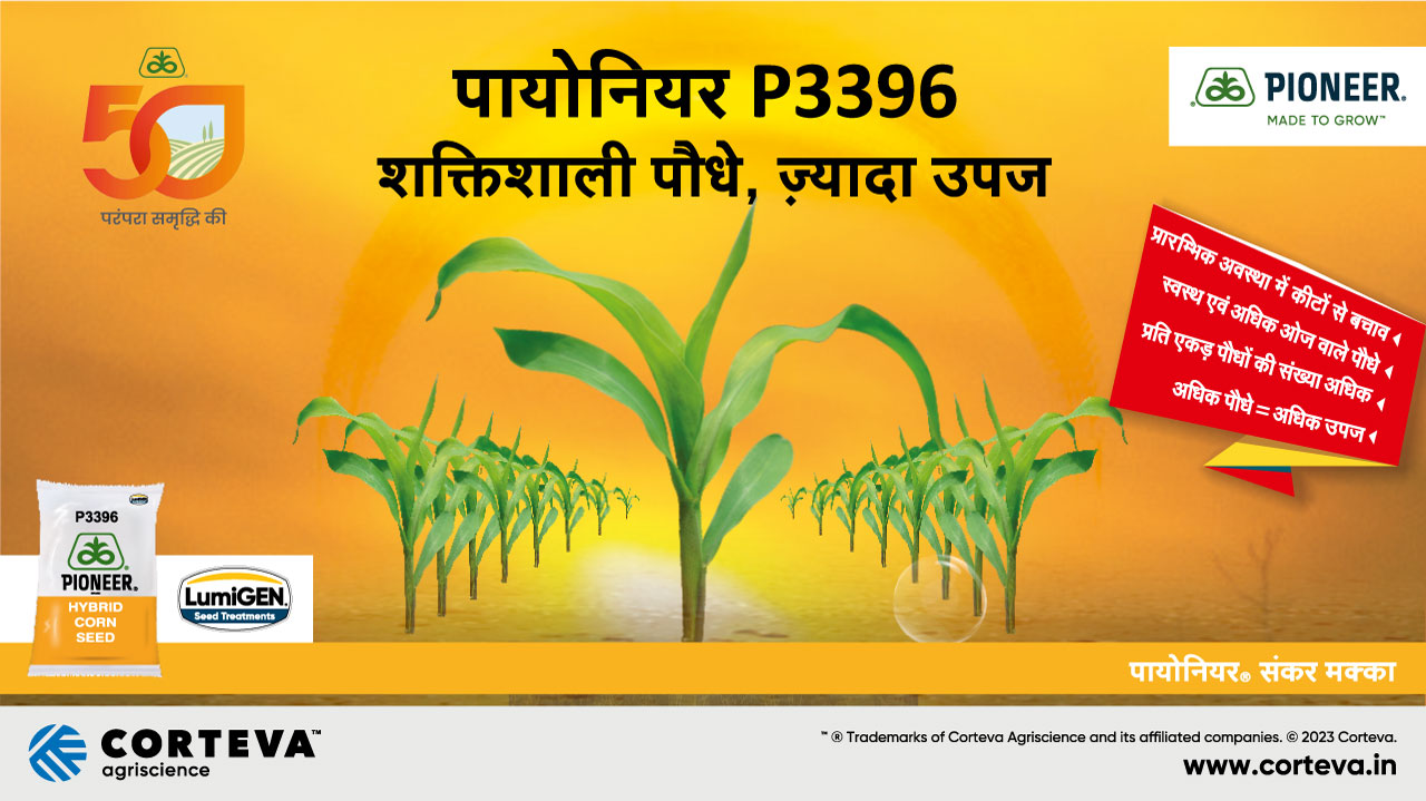 Pioneer P3396 Corn Seeds
