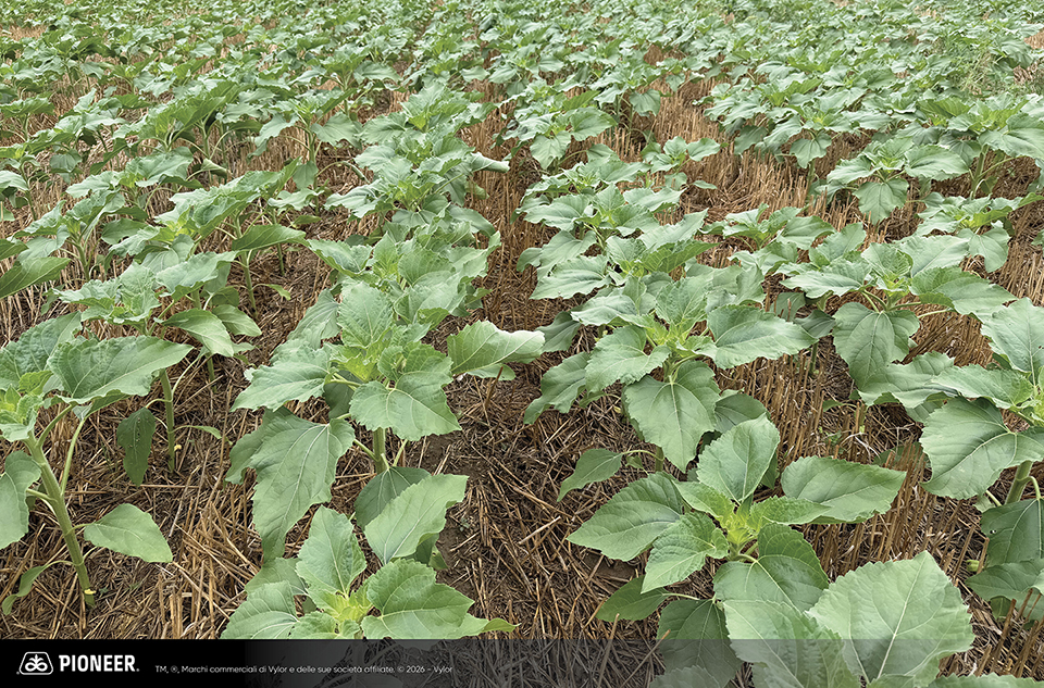 Foto dell'ibrido di Girasole Pioneer P62LE122