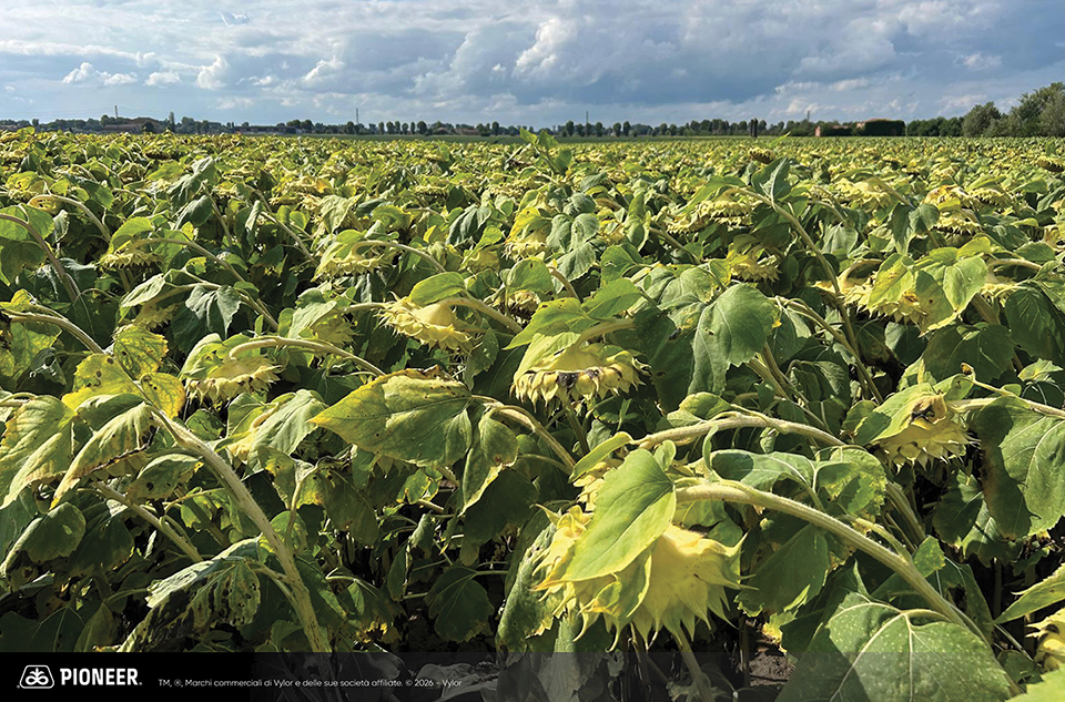 Foto dell'ibrido di Girasole Pioneer P63HE189