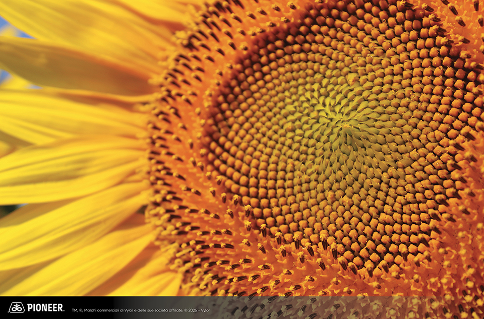 Foto dell'ibrido di Girasole Pioneer P64HE133