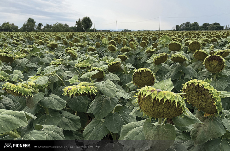 Foto dell'ibrido di Girasole Pioneer P64HE144