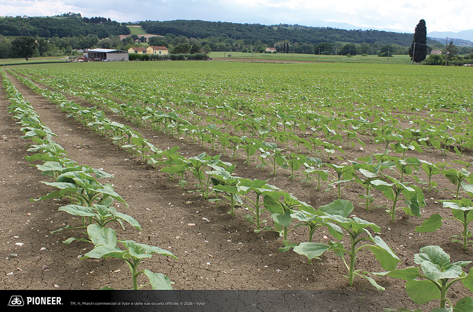 Foto dell'ibrido di Girasole Pioneer P64HE233