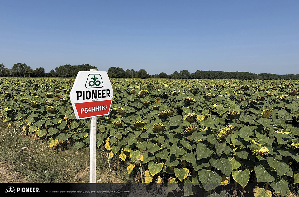 Foto dell'ibrido di Girasole Pioneer P64HH167