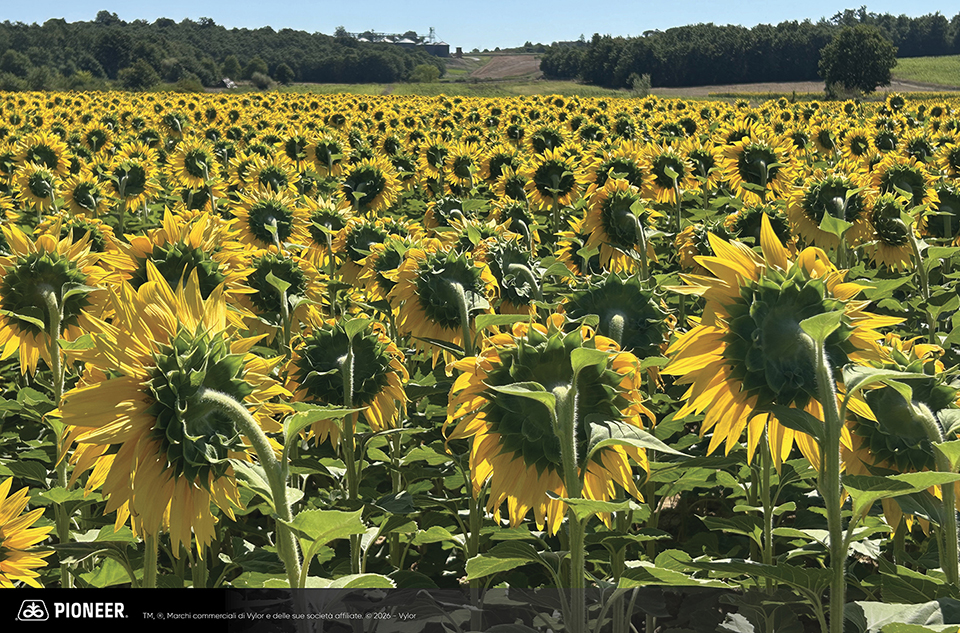 ibrido di Girasole Pioneer P64LE163